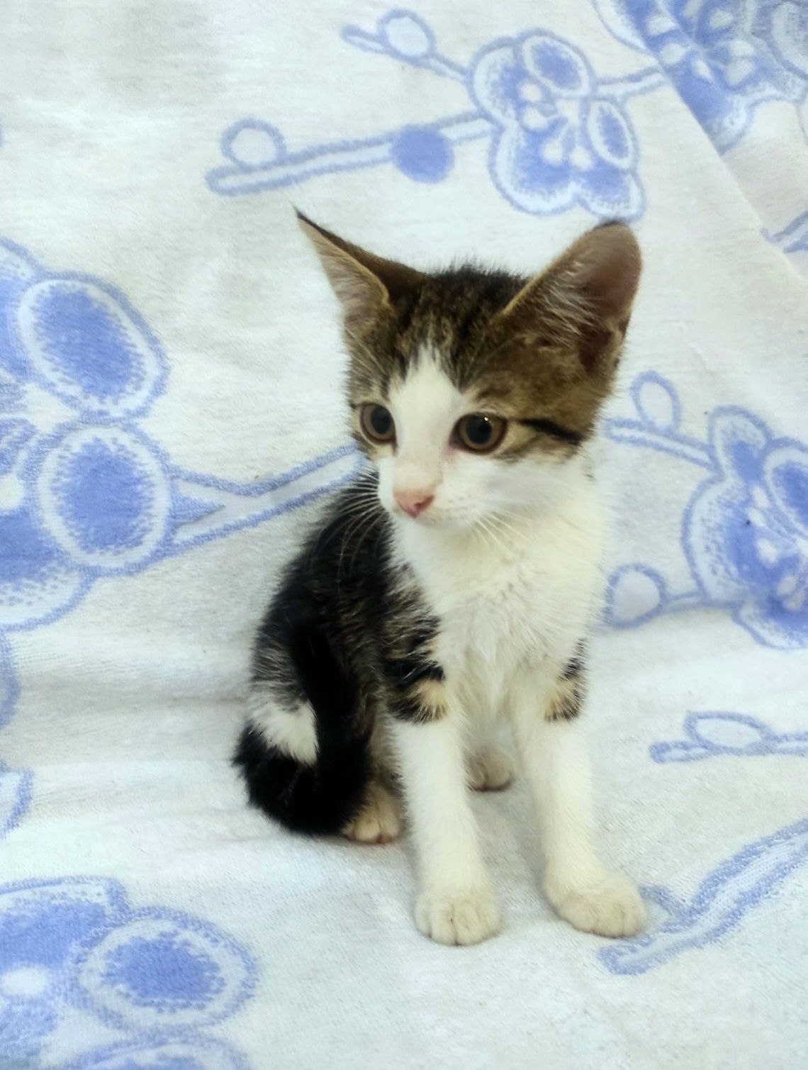 Маленькая котенок девочка ищет дом! Котята! Отдам в хорошие руки!