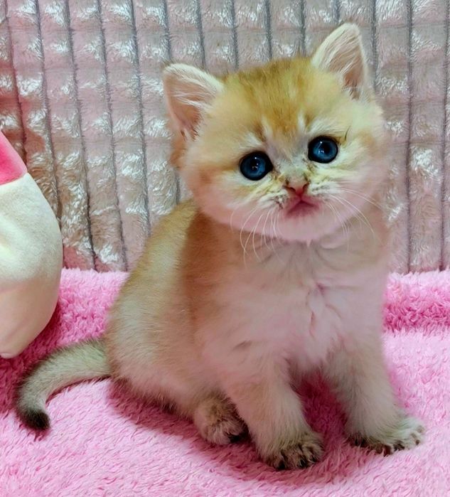 1-Золотая Шиншилла Лиловое Золото красивушая девченка