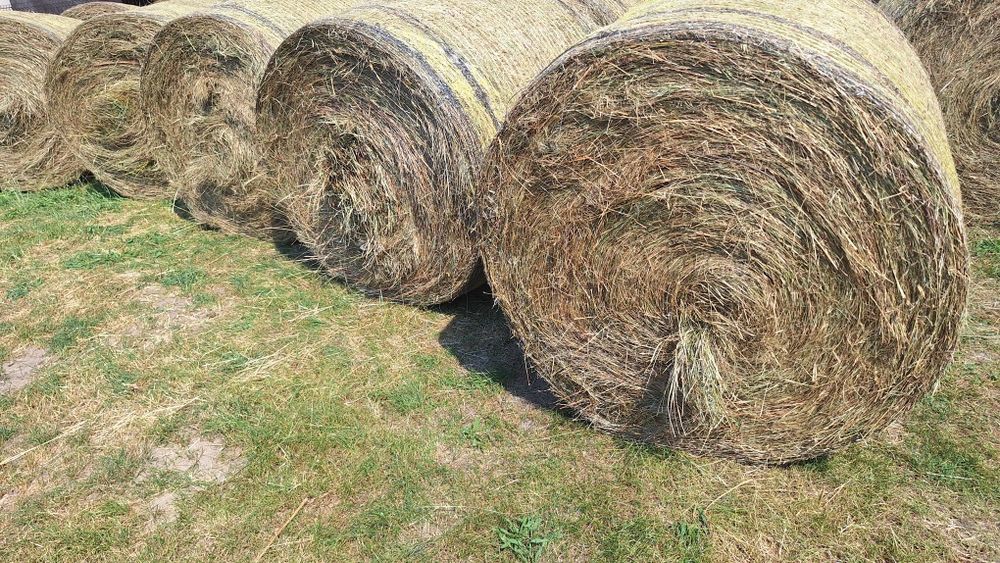 Siano Siano pierwszy pokos dobrze sprasowane