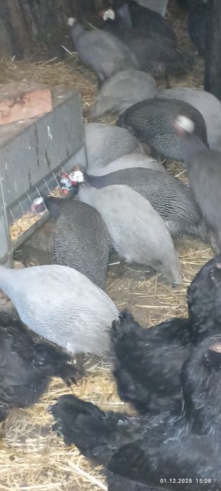 Продаю цесарок 2024,2025 рік народження!