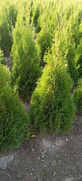 Tuja Szmaragd 100 cm