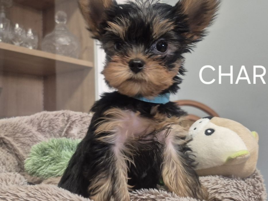 Yorkschire Terrier