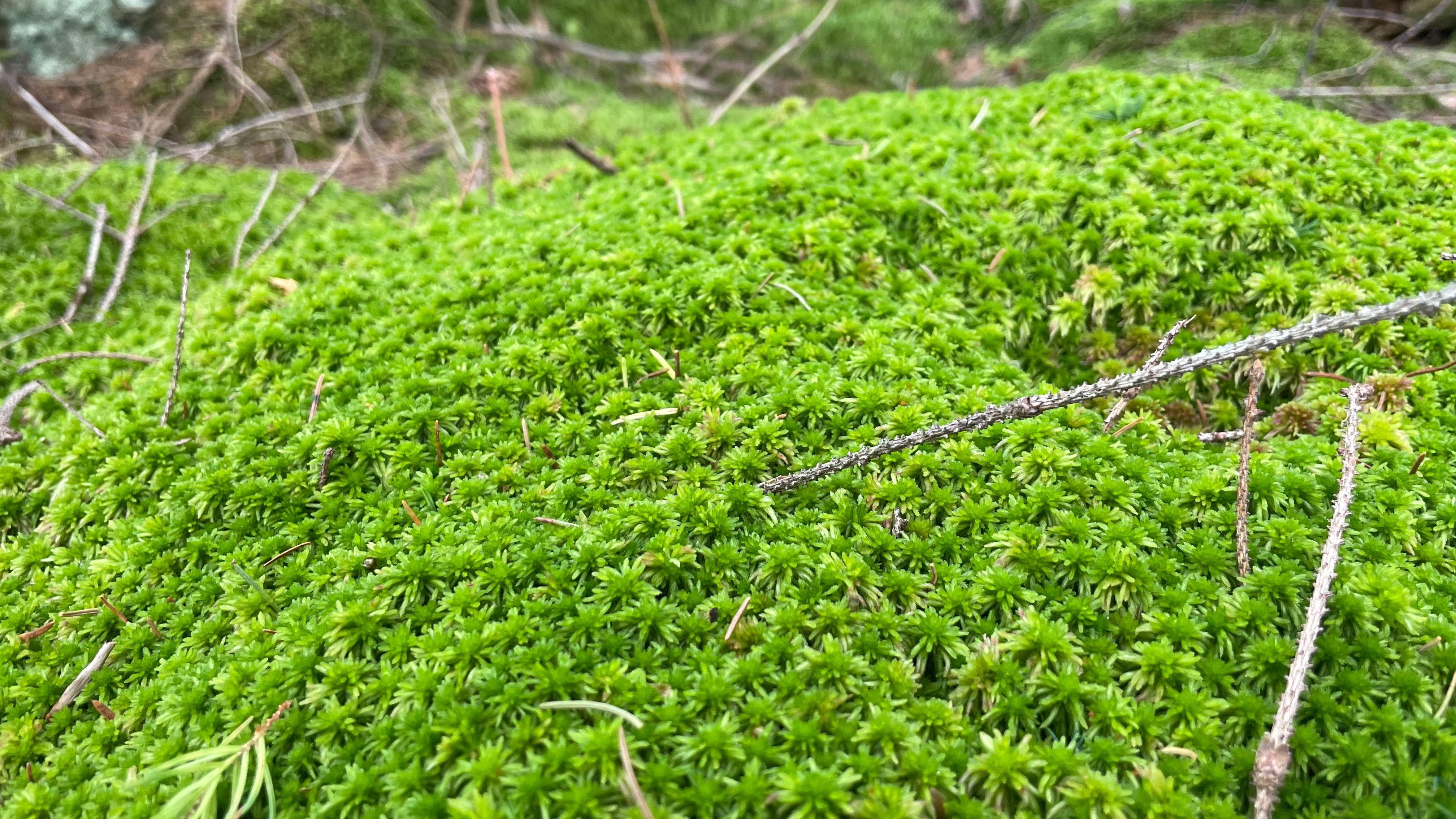 Живий лісовий мох, живой лесной мох