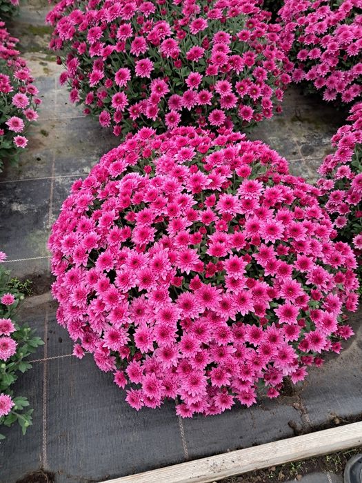 Chryzantemy drobnokwiatowe WYPRZEDAŻ