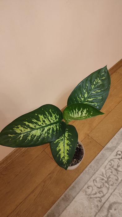 Дифенбахія Сноу квін