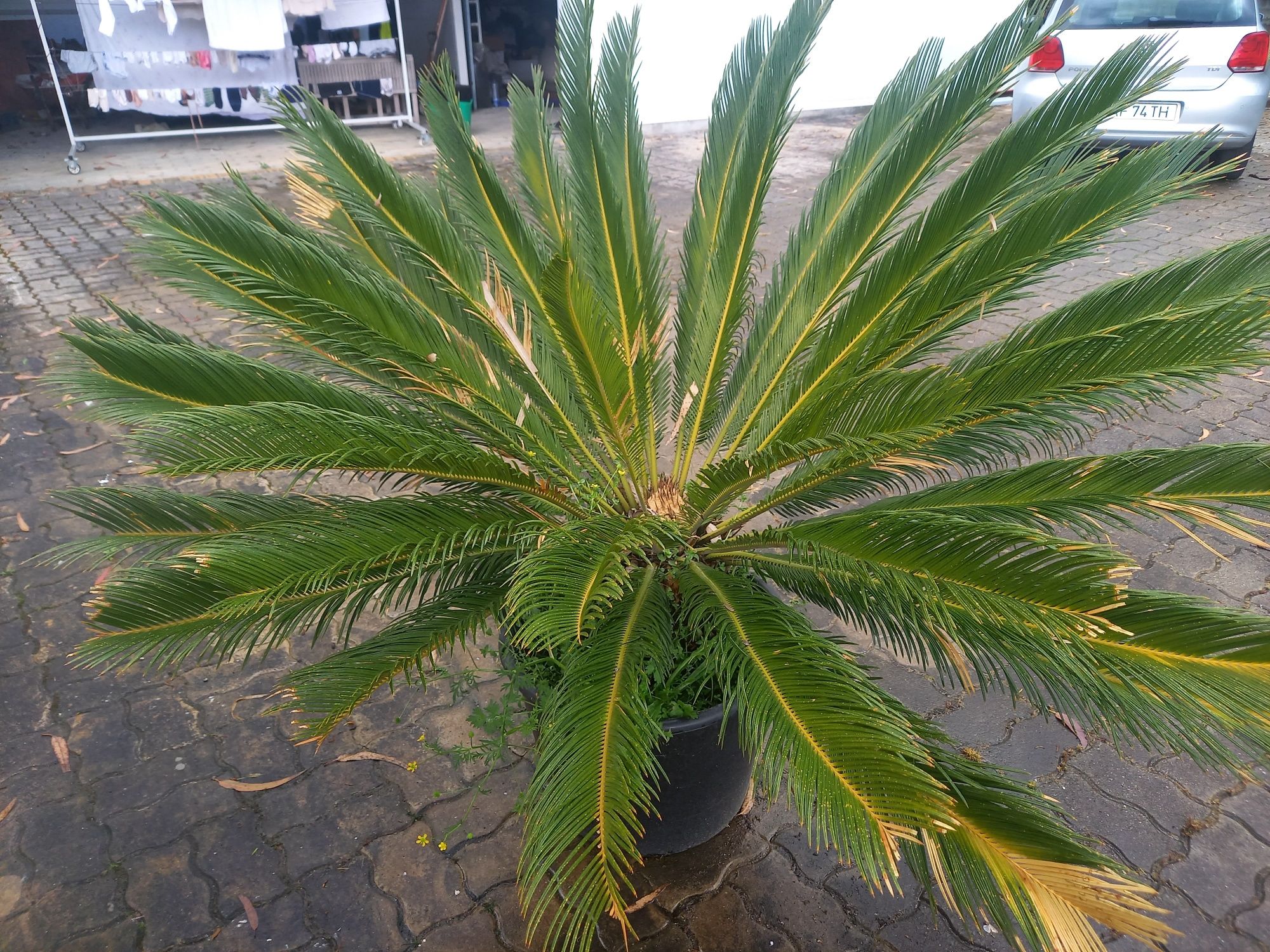Sica  para venda