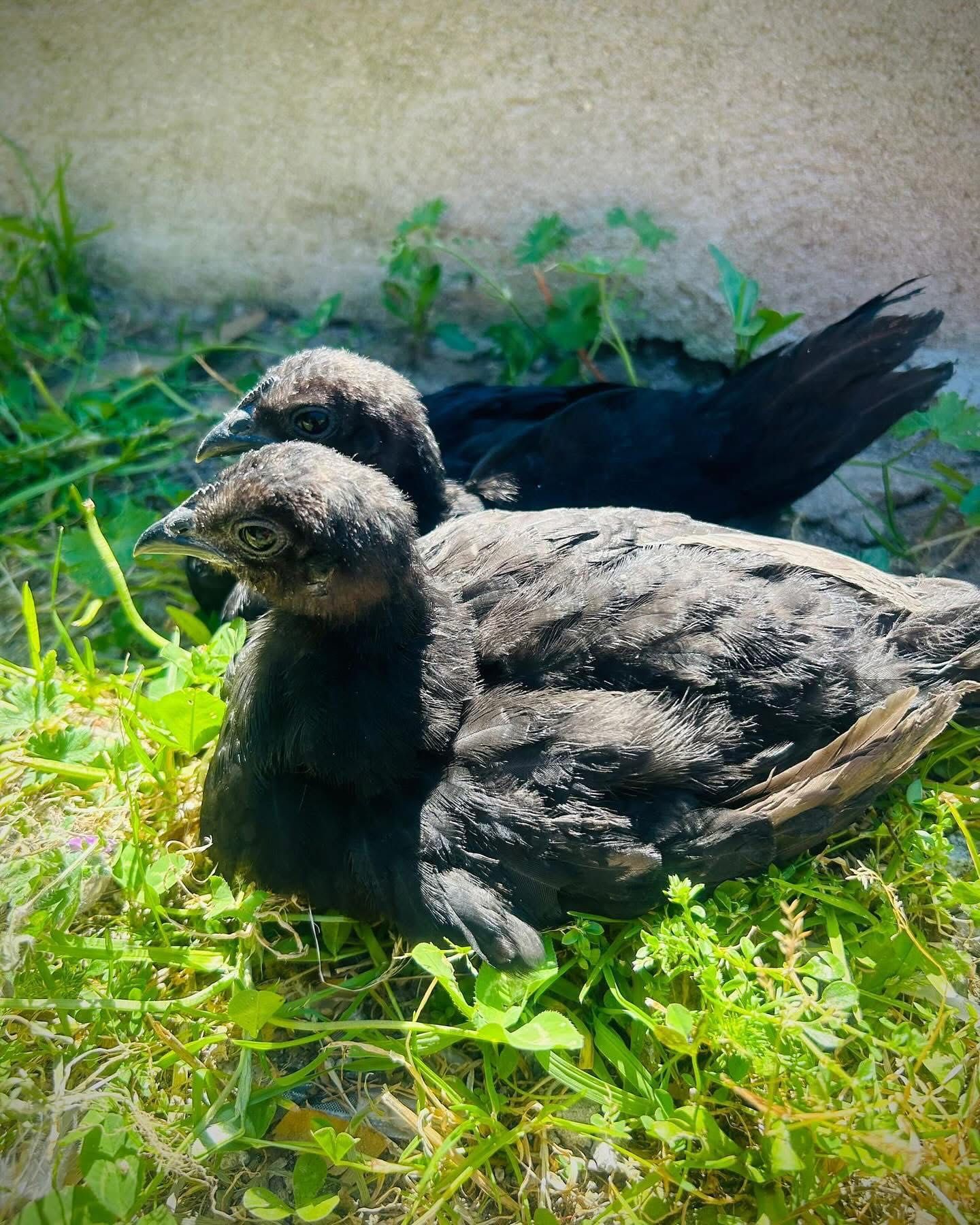 Sedosas do Japão e Ayam Cemani