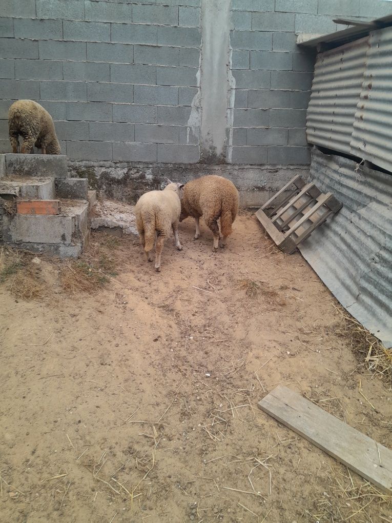 Vendo  2 borregas rasa charoleza