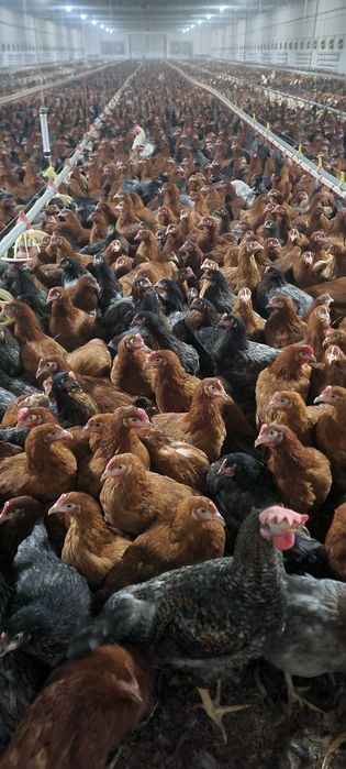 Kury Nioski z wolnego wybiegu Wszystkie rasy !! TRANSPORT !