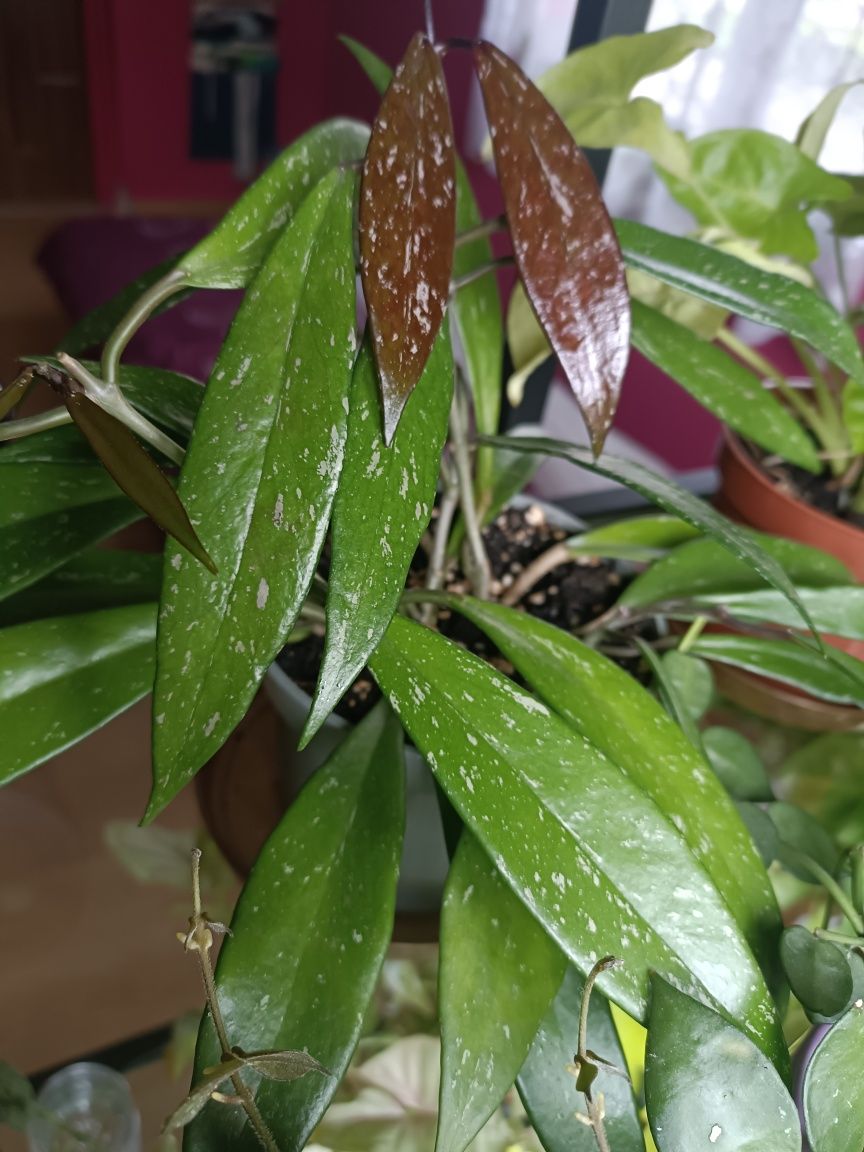 Hoya pubicalyx silver pink, krimson Queen