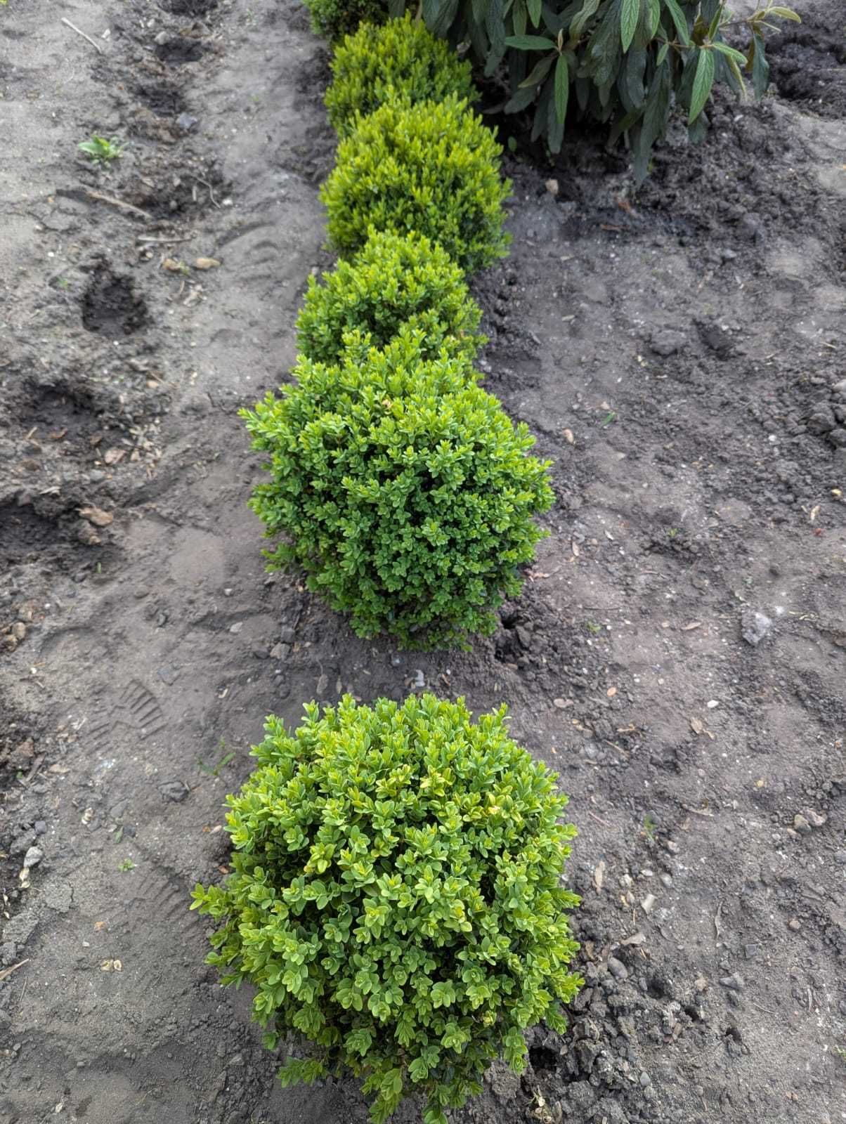 Bukszpan wieczniezielony kula 40cm lub 50cm, dostępne 19szt., Katowice