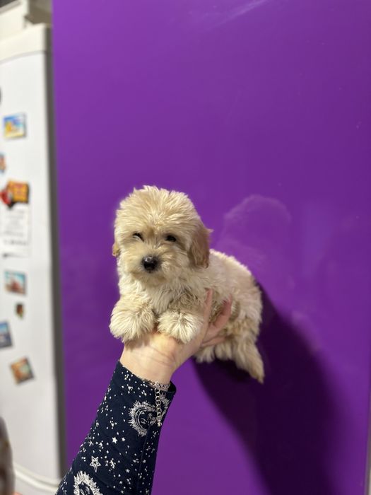 Дівчинка мальтипу