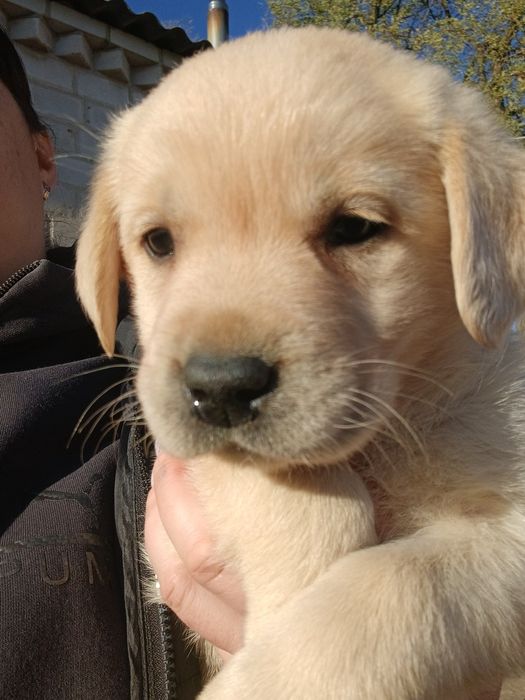 Цуценята лабрадорчики