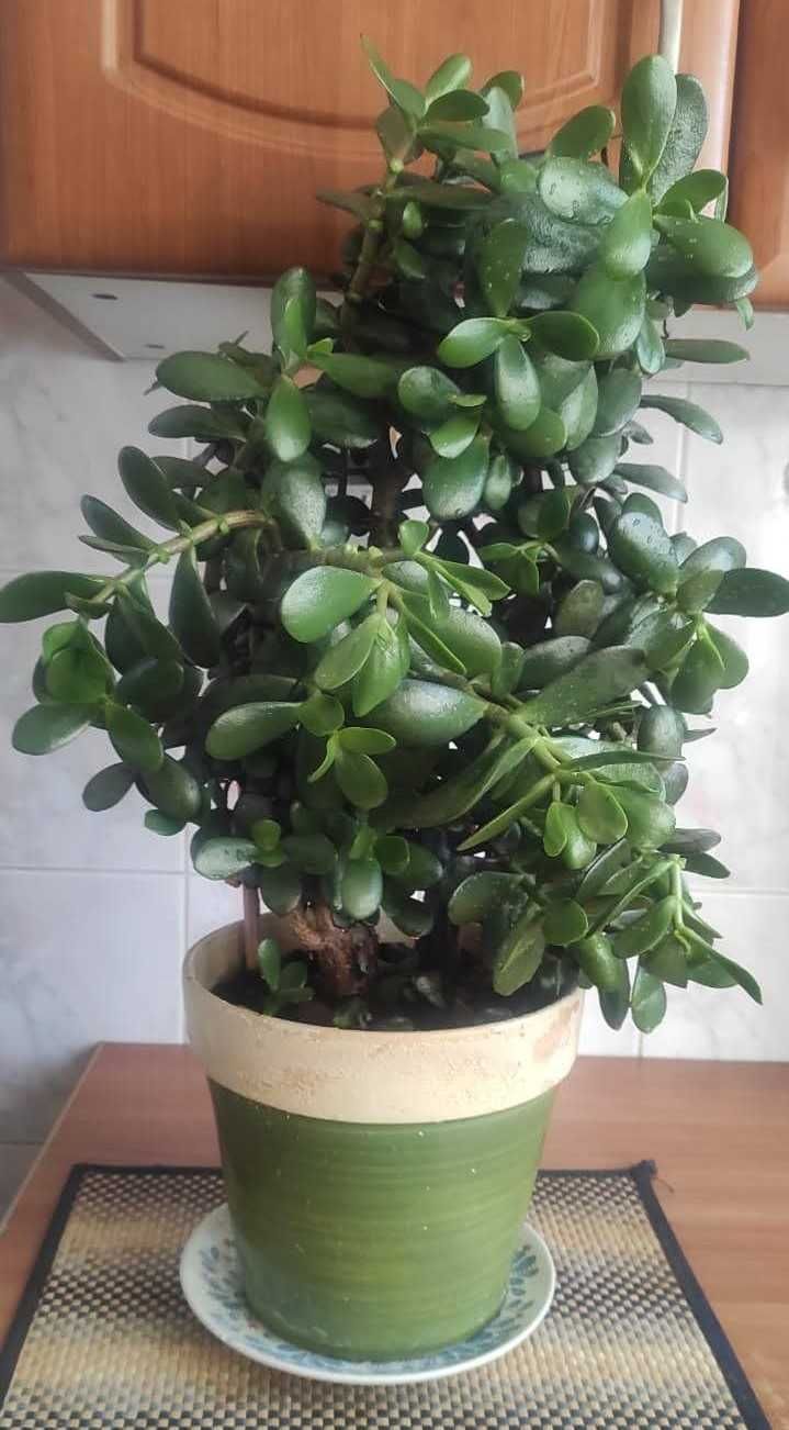 Bardzo gęsty Grubosz jajowaty Crassula Ovata drzewko szczęścia