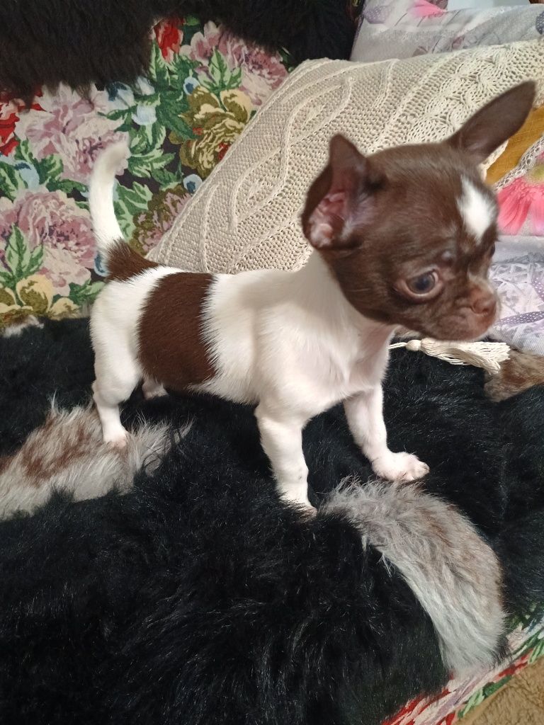 Chihuahua XXS, delikatna dziewczynka „CALLA"
