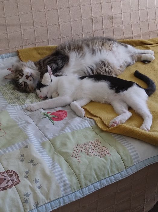 Młoda kotka do adopcji, zdrowa, Radom, Warszawa, czarno-biała