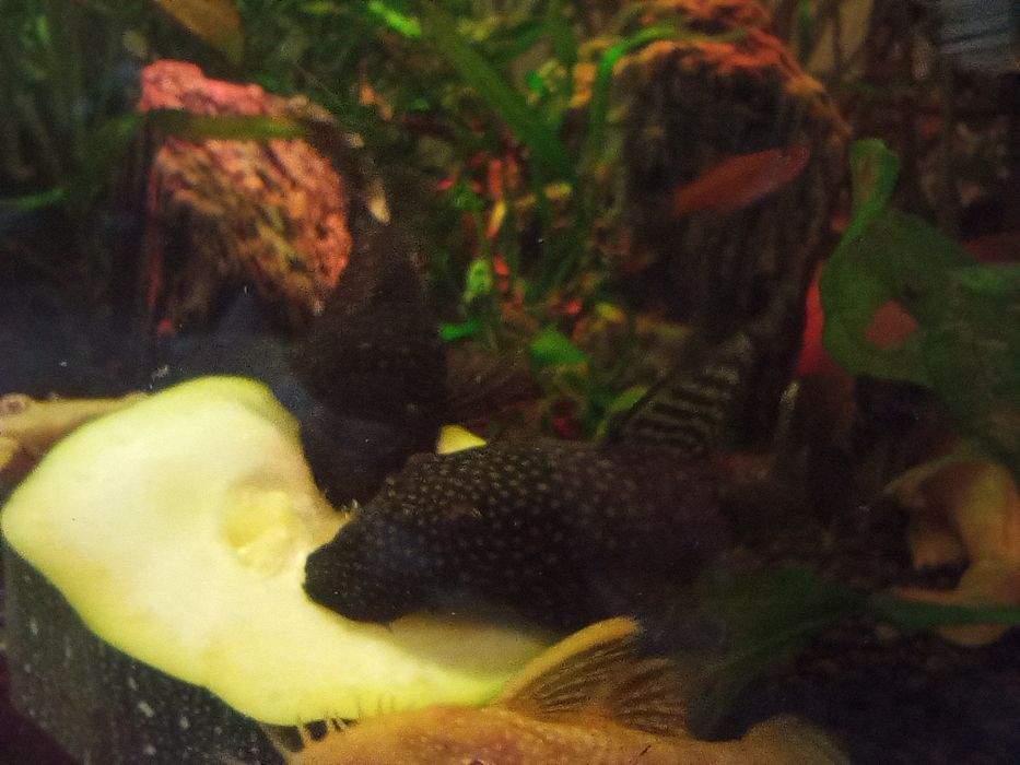 Samica Ancistrus sp młoda