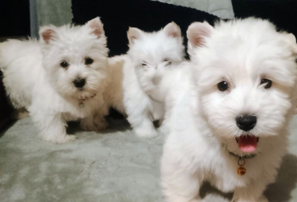 West Highland white terier