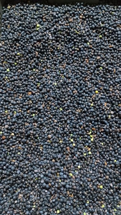 Ягоди ялівцю. Ягоды можжевельника