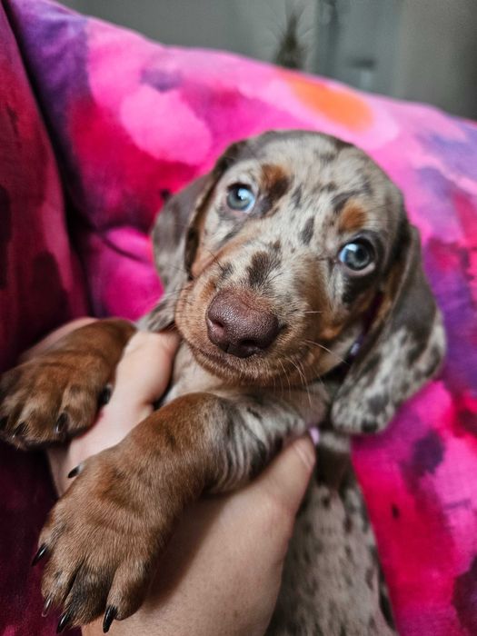 Jamnik suka merle choco ZAREZERWOWANA