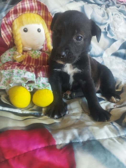 Fifi para adoção muito responsável