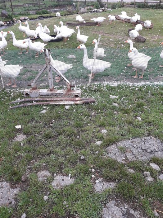 Gesina ,howane na wolnym wybiegu