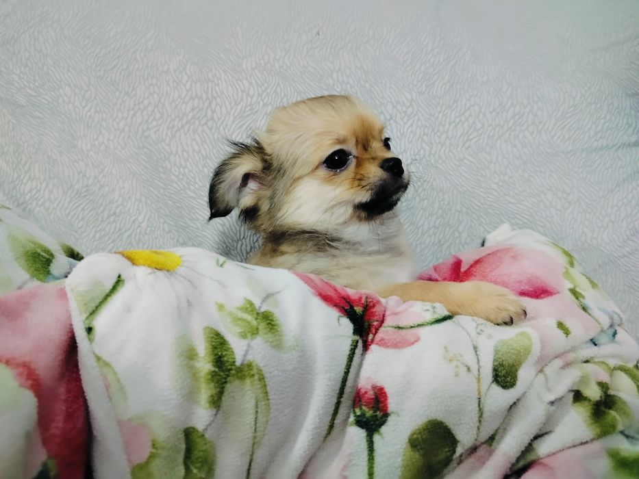 Chihuahua piesek/rezerwacja