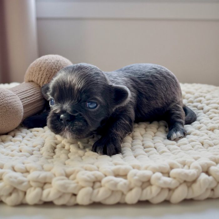 Shih Tzu - Samiec Blue