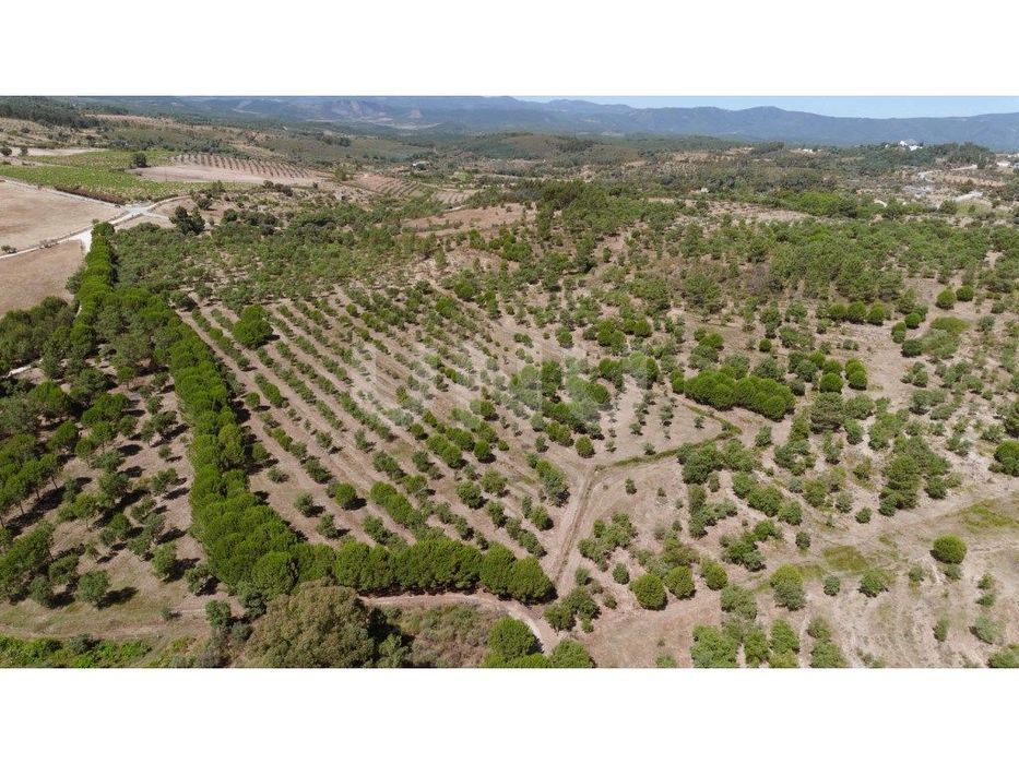 Herdade com 34 Hectares