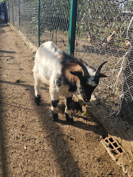 Chivo de raça pequena