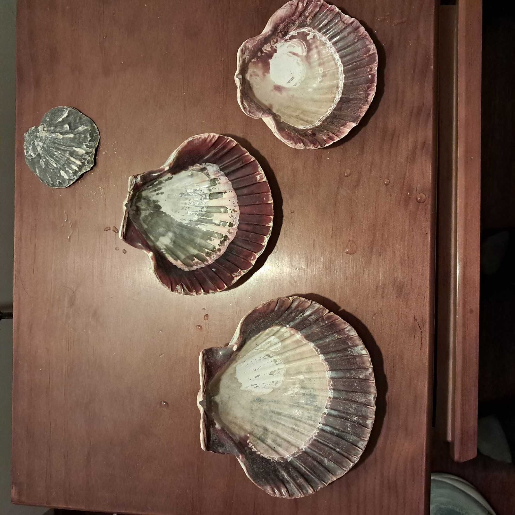 Conchas marinhas