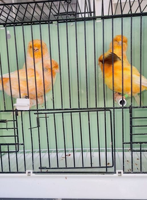 Canários Norwich Machos