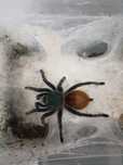 Ptasznik Chromatopelma cyaneopubescens SAMICA