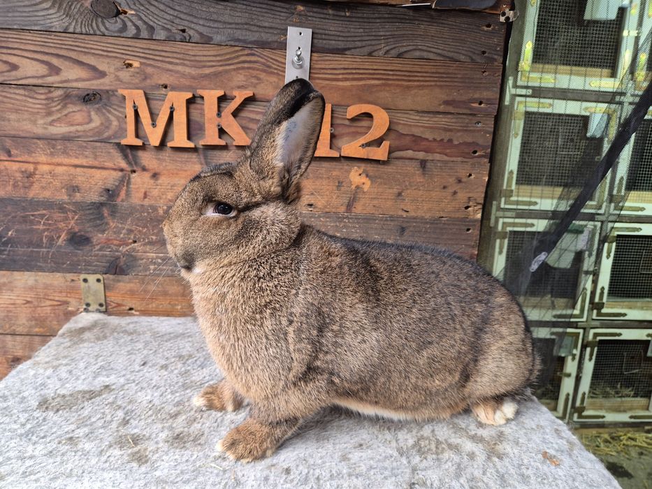 Królik Wiedeński Szary Samica WS