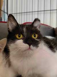 VANELLOPE - biało-czarny kot, kociak, kotka do adopcji za darmo