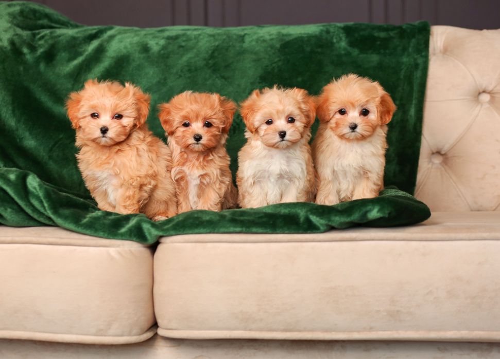 VIP лакшері міні цуценята мальтіпу ф1. Мальтіпу. Цуценя