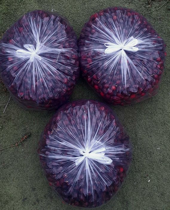 Шиповник высушенный