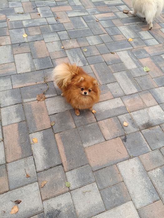 Міні мікро Дюймовочка