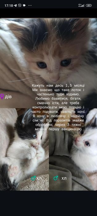 Перетримка кошенят, шукають сім'ю