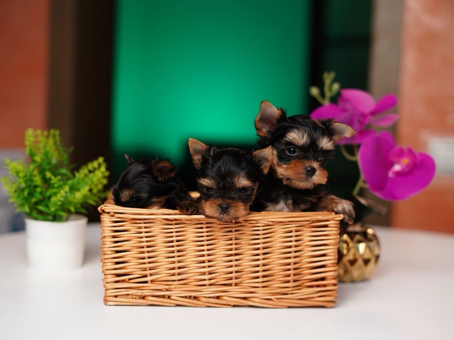 Маленькі йоркив пошуках сім'ї