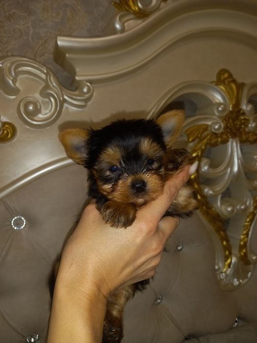 Мальчики и девочки Йорки мини
