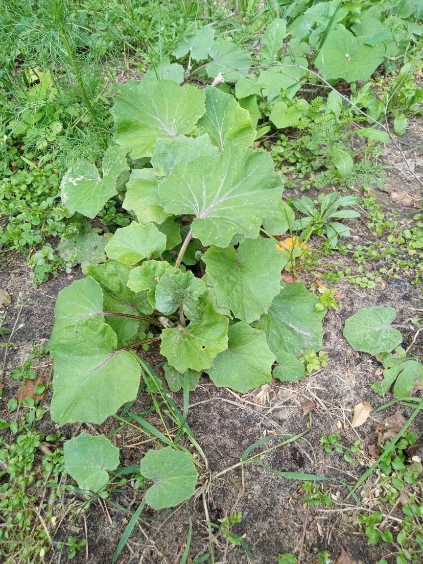 Podbiał sadzonki