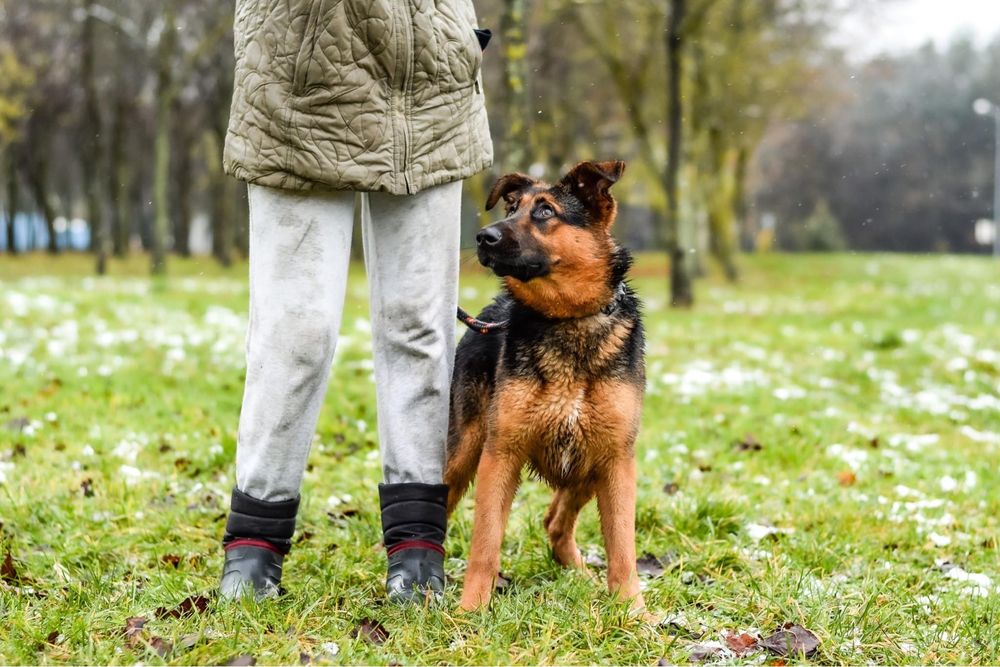 Piękna młoda suczka w typie owczarka niemieckiego do adopcji