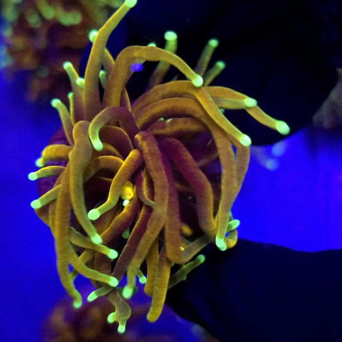 Euphyllia Glabrescens Indo Gold Jedna głowa
