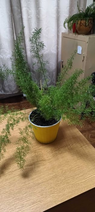 Продаю квітку аспарагус Маєра