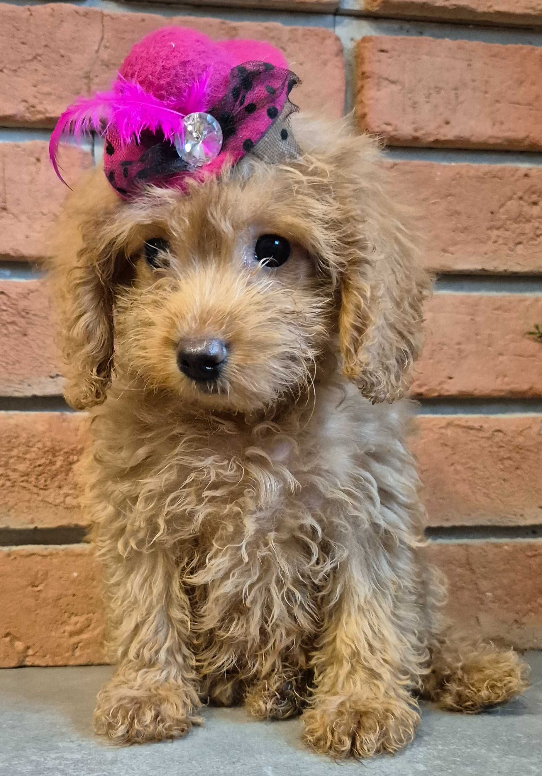 Cockapoo f1b  mała dziewczyna do odbioru