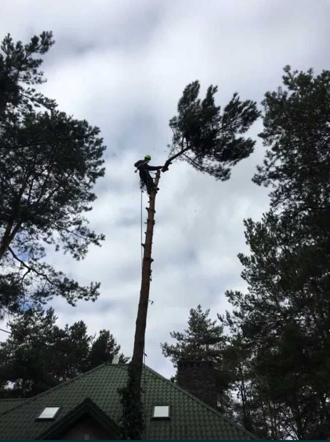 Wycinka drzew, prace alpinistyczne, czyszczenie działek.