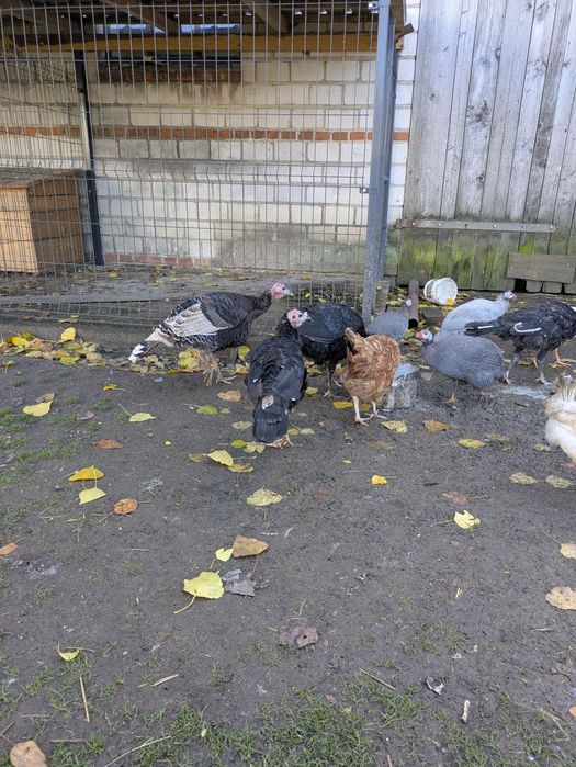 indyki perliczki koguty leghorn