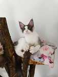 Maine Coon Bentley gotowy do zmiany domu. i