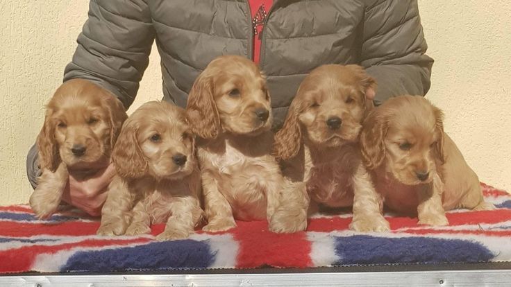 Маленькі кокери, великі серця!